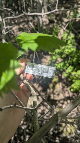 Crataegus flabellata, photograph 3