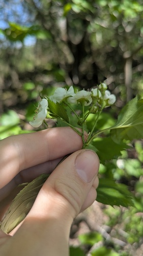 Crataegus flabellata, photograph 4
