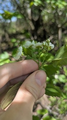 Crataegus flabellata, photograph author not stated, no rights reserved
