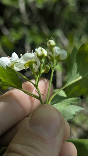Crataegus flabellata, photograph 6
