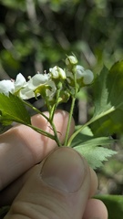 Crataegus flabellata, photograph author not stated, no rights reserved