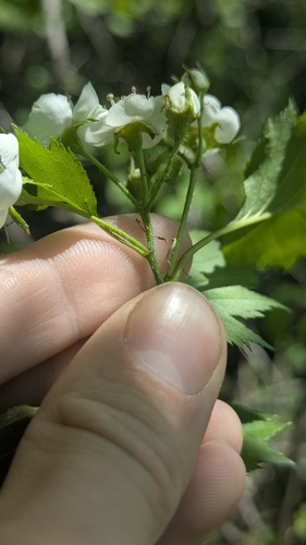 Crataegus flabellata, photograph 5