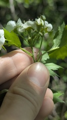 Crataegus flabellata, photograph author not stated, no rights reserved
