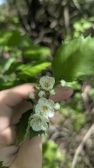 Crataegus flabellata, photograph author not stated, no rights reserved