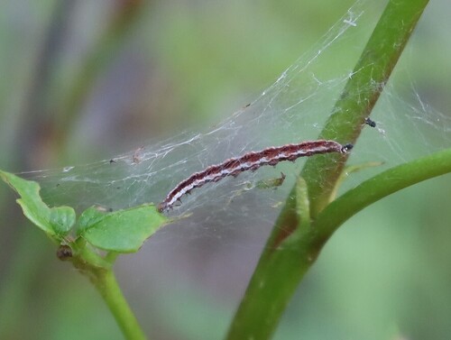 rowan ermine