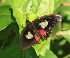 Parides iphidamas
