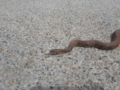 Nerodia fasciata × clarkii