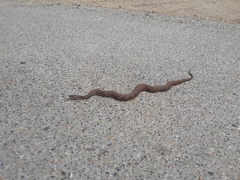 Nerodia fasciata × clarkii