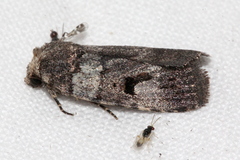 Thoracolopha flexirena