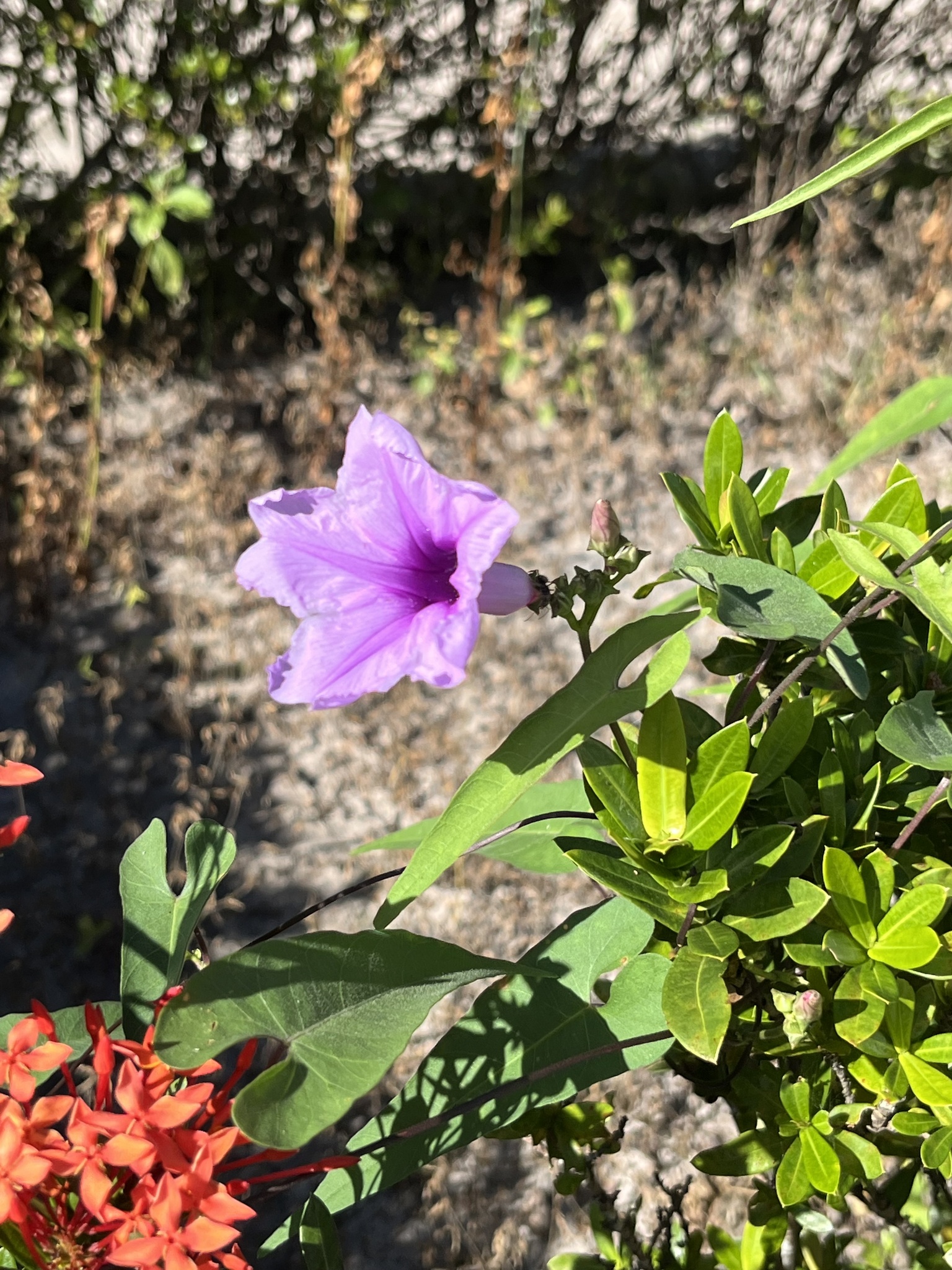 Ipomoea bahiensis