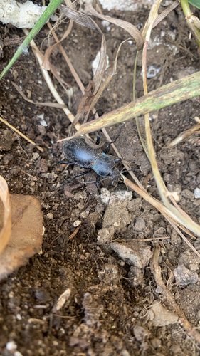 Violet ground beetle
