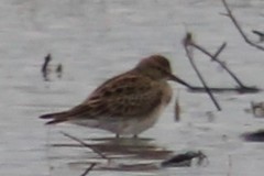 Calidris melanotos