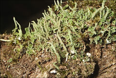 Cladonia rigida