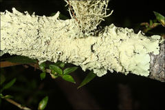 Flavoparmelia rutidota