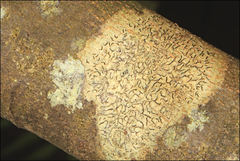 Halegrapha mucronata