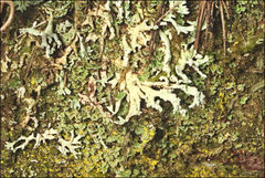 Hypogymnia subphysodes