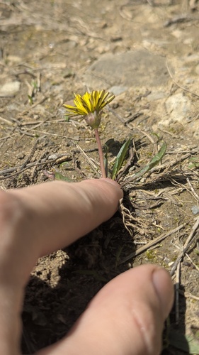 Taraxacum palustre