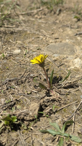 Taraxacum palustre, photograph 2