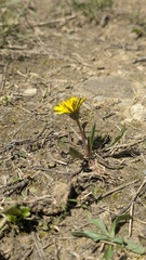 Taraxacum palustre, photograph author not stated, no rights reserved