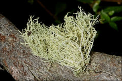 Usnea inermis