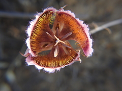 Calochortus weedii intermedius