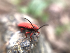 Dictyoptera simplicipes