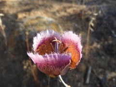 Calochortus weedii intermedius