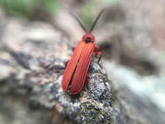 Dictyoptera simplicipes