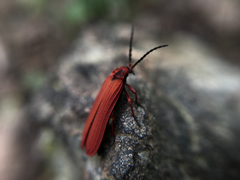 Dictyoptera simplicipes