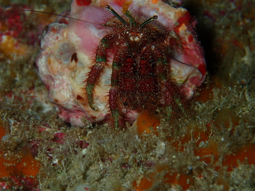 Aniculus aniculus observed 2026-05-22