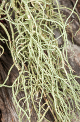 Usnea nidifica