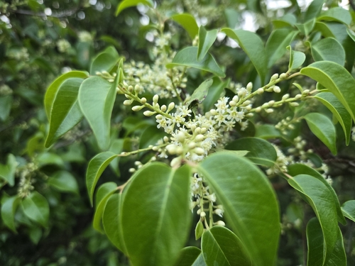 Pentaphylax euryoides observed 2026-05-22