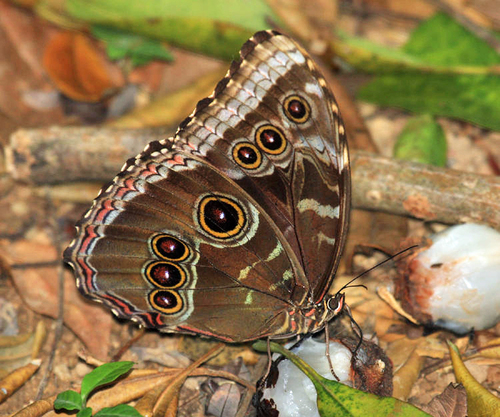Common Morpho