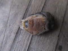 Entomophthorales