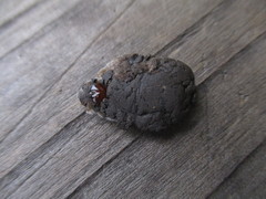 Entomophthorales