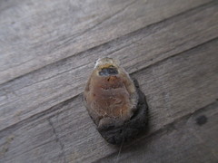 Entomophthorales