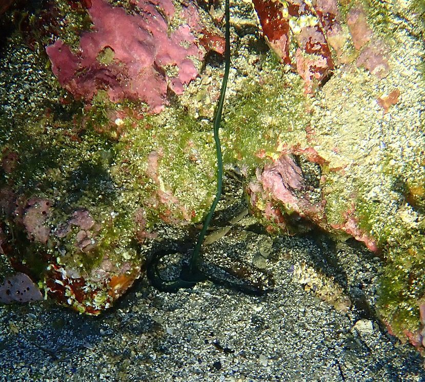 Bonellia viridis Rolando, 1822