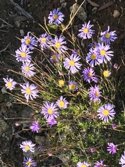 Olearia ciliata