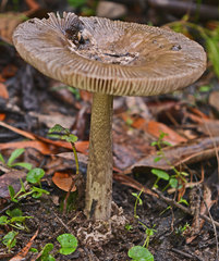 Amanita cheelii