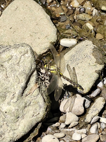 Common Clubtail