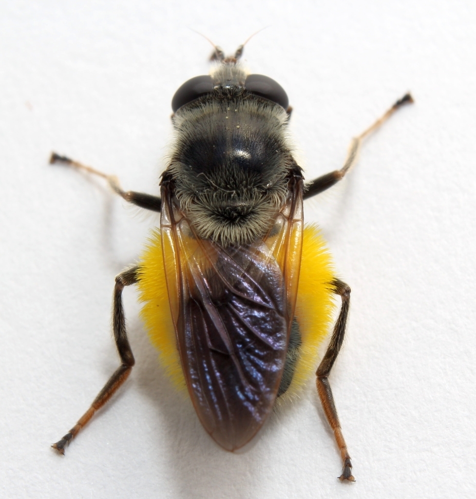 Hairy Wood Fly