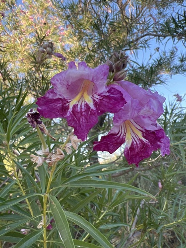Chilopsis linearis ssp. linearis