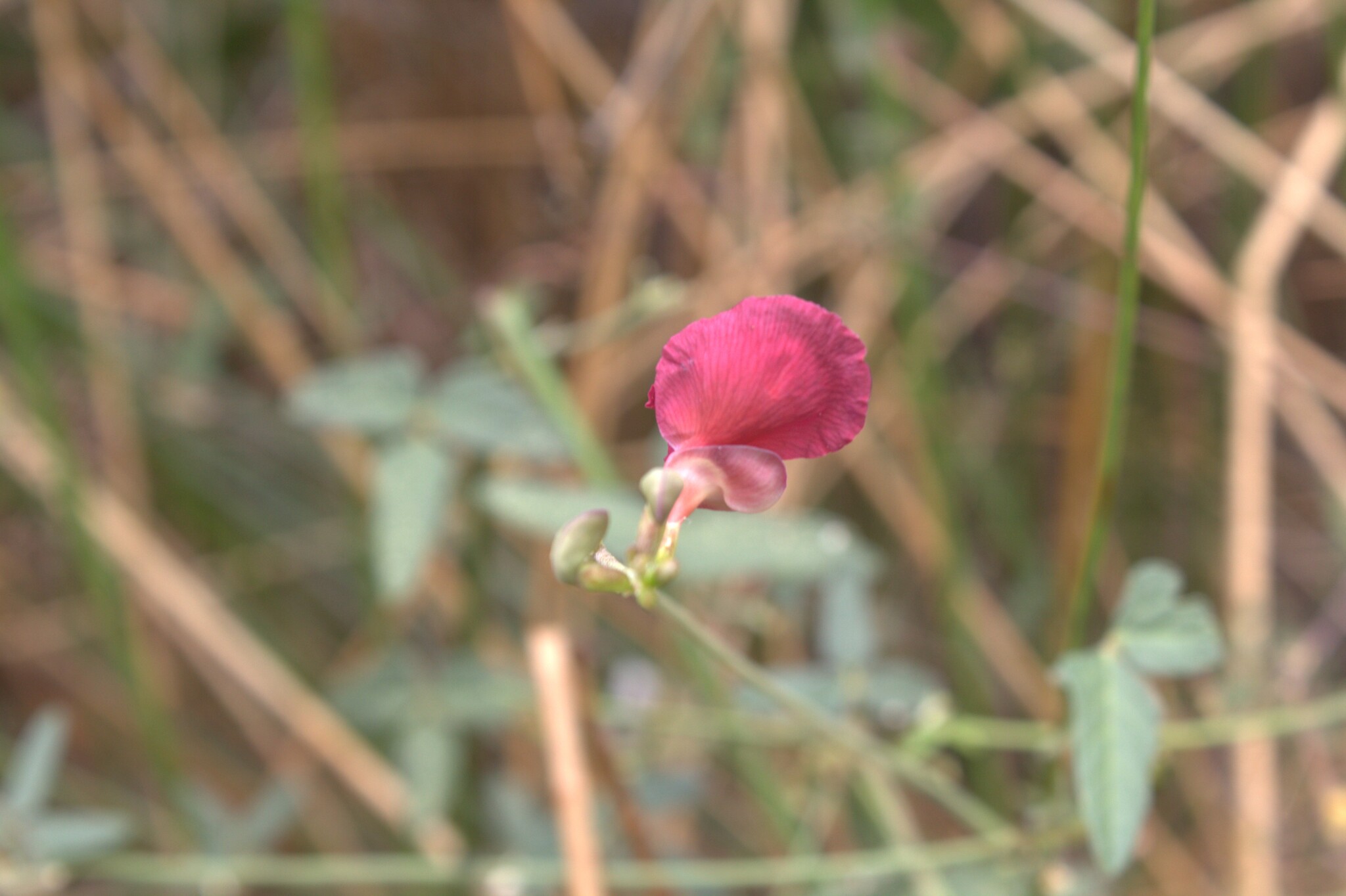 Macroptilium lathyroides