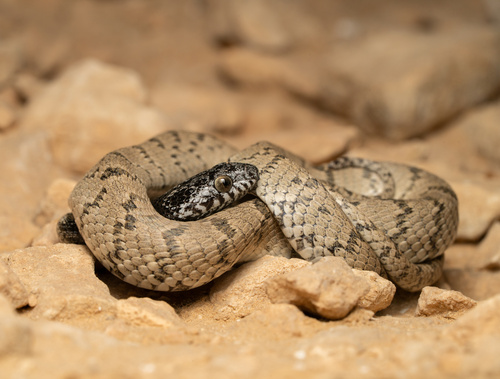 Hoogstraal's catsnake