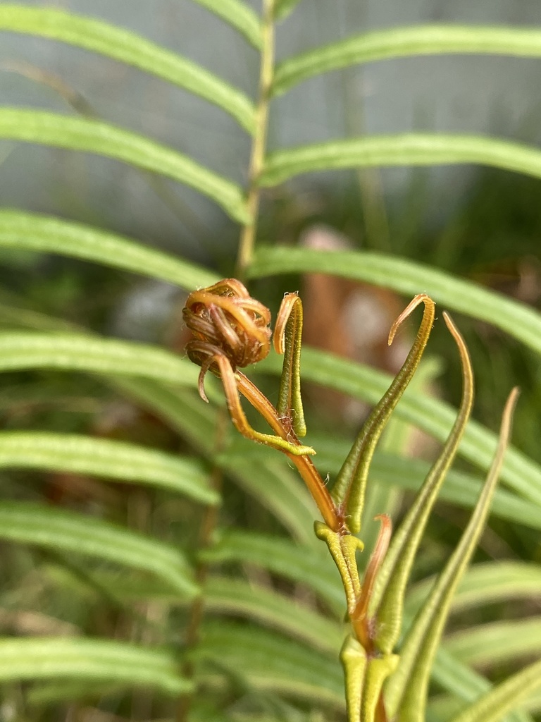 ladder fern (Ferns of Botswana) · iNaturalist