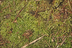 Lepidozia laevifolia