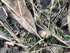 Entomophthorales