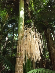 Archontophoenix alexandrae