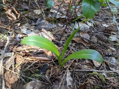 Platanthera unalascensis