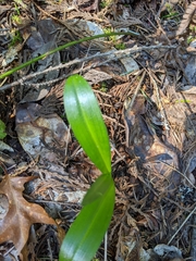 Platanthera unalascensis